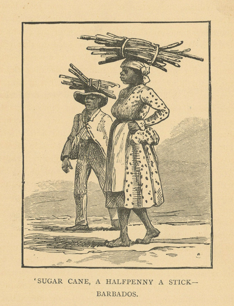 Sugar cane, a halfpenny a stick - Barbados 1889 old antique print picture